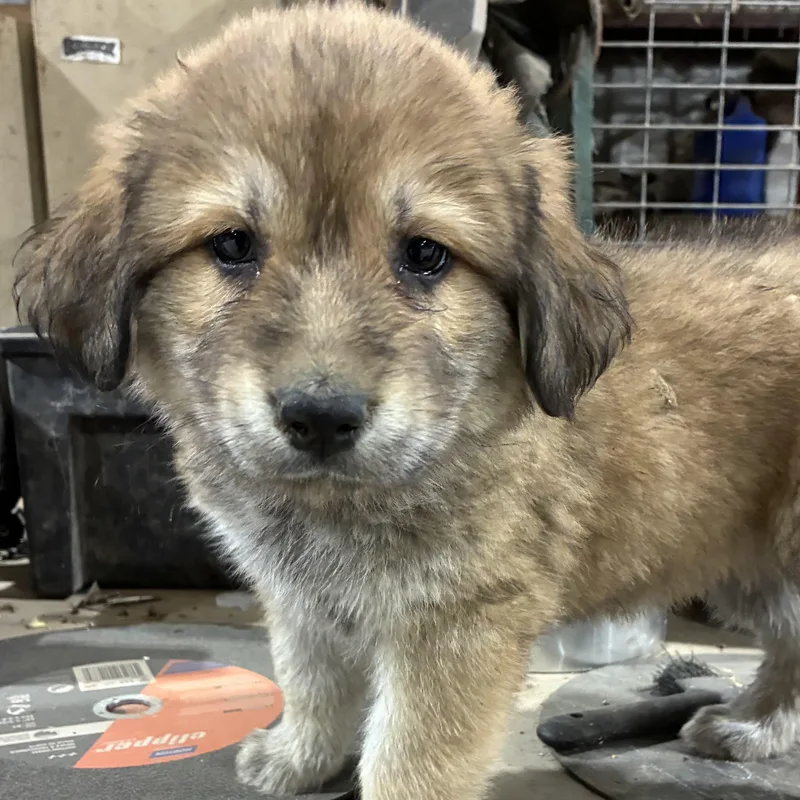 A baby medium-sized female German Shepherd Dog dog named Iris for adoption in Krum, TX