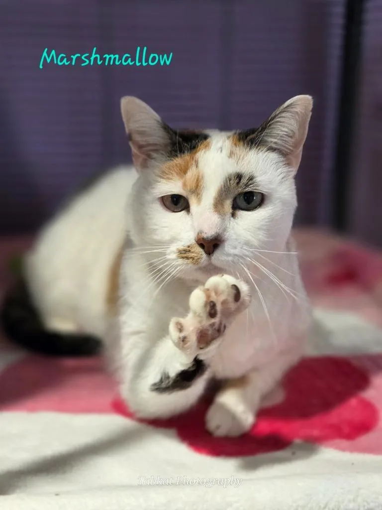 A senior large-sized female Domestic Short Hair cat named Marshmallow for adoption in Cambridge, MD