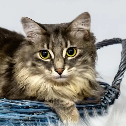 An adult medium-sized male Siberian cat named Sava for adoption in Camano Island, WA