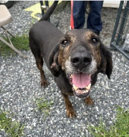 A senior medium-sized male Plott Hound dog named Beau for adoption in Marshall, NC
