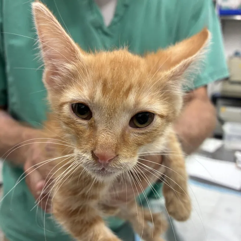 A baby small-sized male Orange / Red Domestic Short Hair cat named Tang for adoption in Folsom, LA