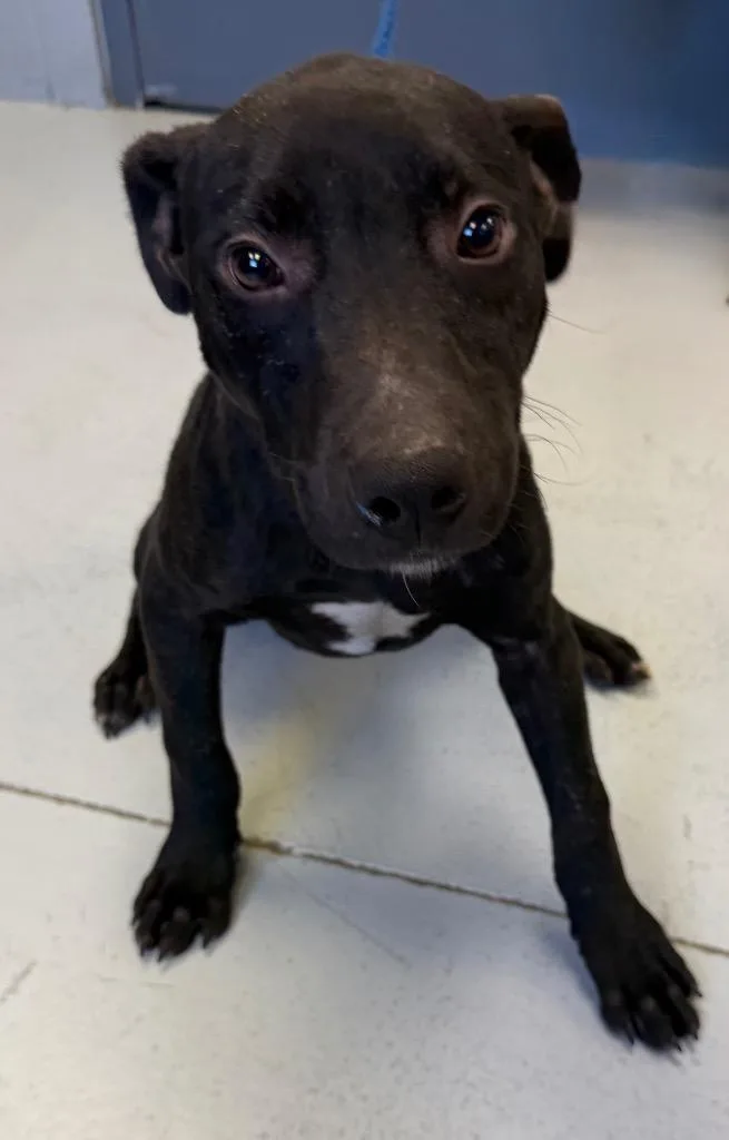 A baby medium-sized male Pit Bull Terrier dog named Pumbaa for adoption in Greenwood, MS