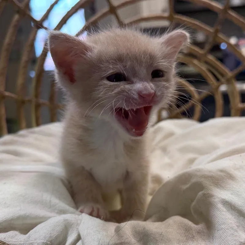 A baby small-sized female Domestic Short Hair cat named Josey for adoption in Flower Mound, TX