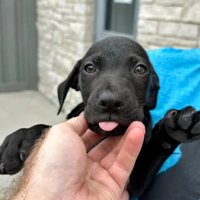 A baby small-sized male Black Labrador Retriever dog named Jefferson for adoption in Matteson, IL