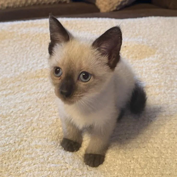 A baby small-sized female White Siamese cat named Casper for adoption in Brooklyn, NY