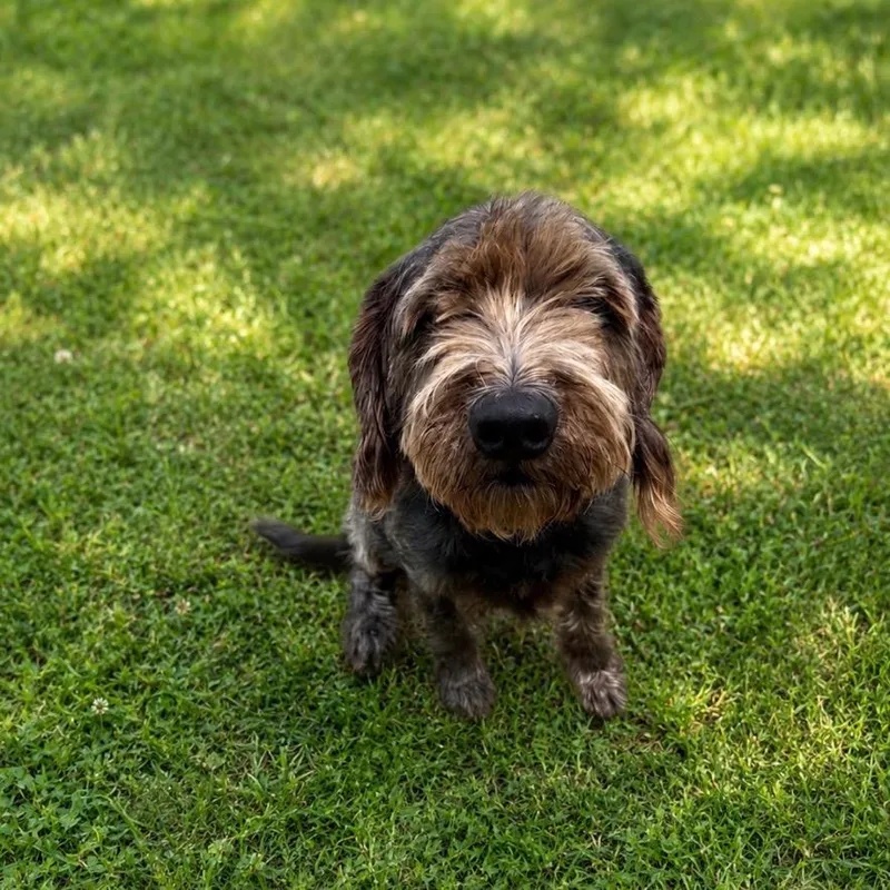 Bentley