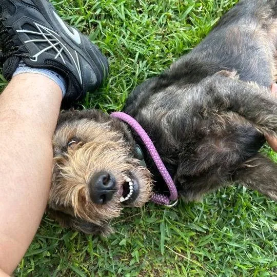 Bentley thumbnail 2