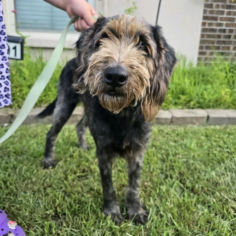 Bentley thumbnail 3