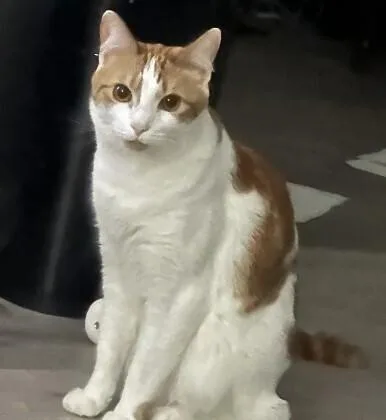 An adult medium-sized male Domestic Short Hair cat named Ezra LV for adoption in Greenville, SC