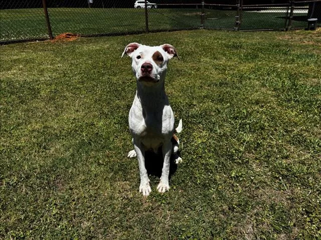 An adult large-sized female Pit Bull Terrier dog named Cookie for adoption in Appling, GA