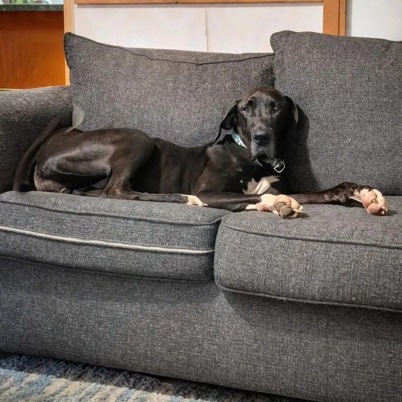 An adult large-sized female Black Great Dane dog named Molly Moo for adoption in Rochester, MN