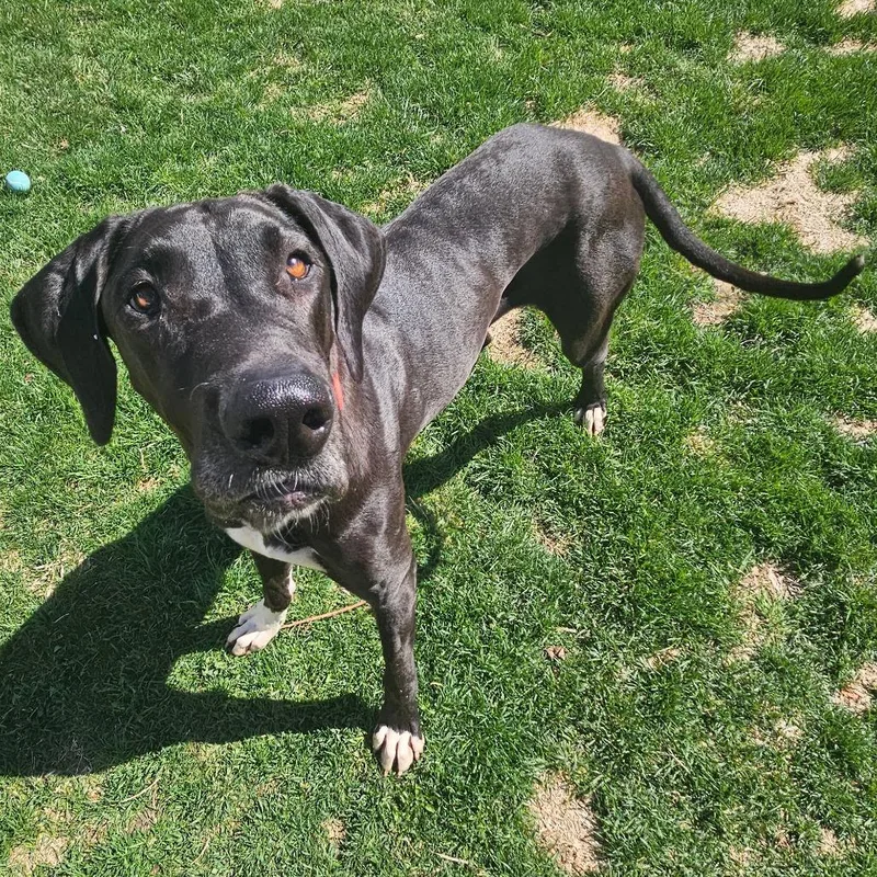 Molly Moo thumbnail 2