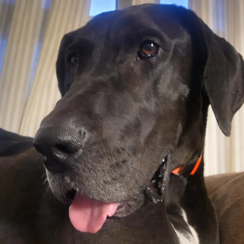 Molly Moo thumbnail 3