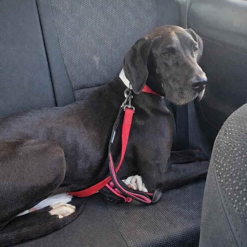 Molly Moo thumbnail 4