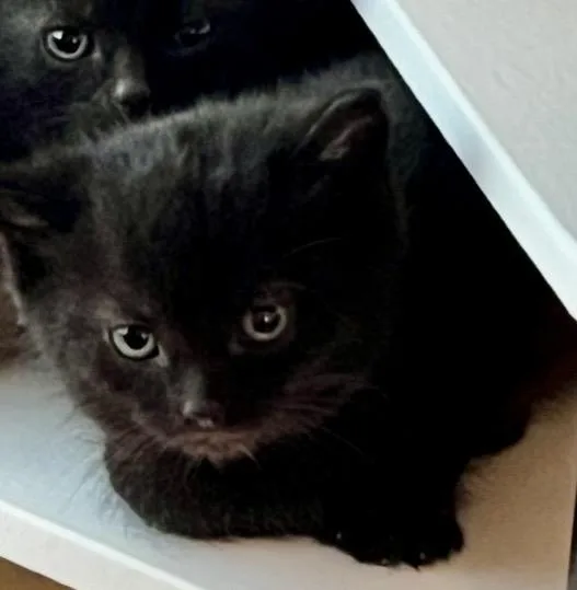 A baby medium-sized male Black Domestic Short Hair cat named Trigger for adoption in Port Washington, WI