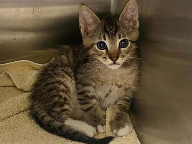 A baby small-sized male Domestic Short Hair cat named Splinter for adoption in Tustin, CA