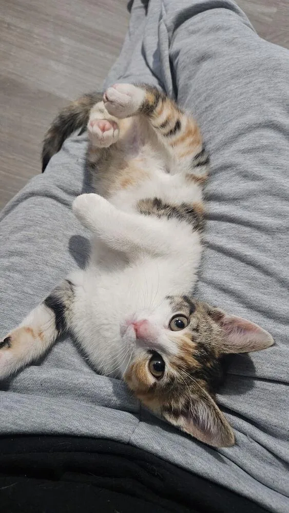 A baby small-sized female Domestic Short Hair cat named Glitch for adoption in West Mifflin, PA