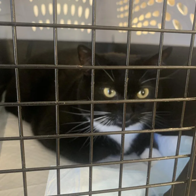 An adult extra large-sized female Black Domestic Short Hair cat named Fedora for adoption in West Palm Beach, FL