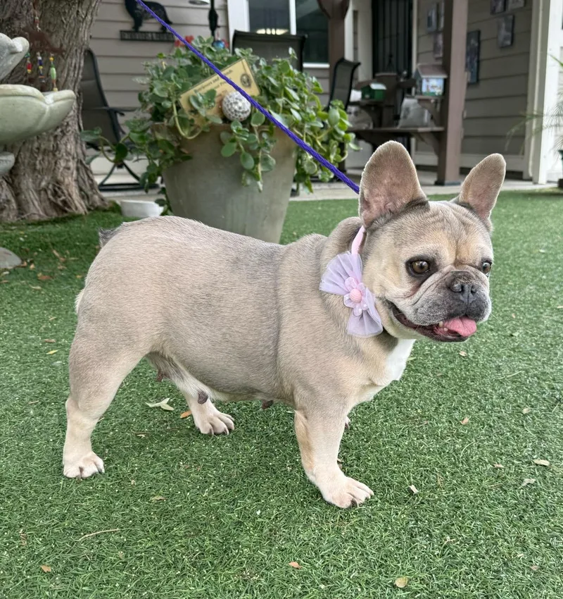 An adult small-sized female Yellow / Tan / Blond / Fawn French Bulldog dog named Princess for adoption in Temecula, CA