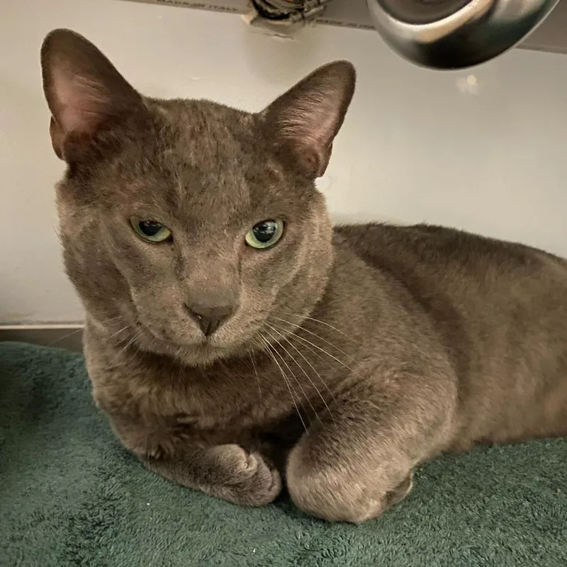 Bruce Banner thumbnail 2