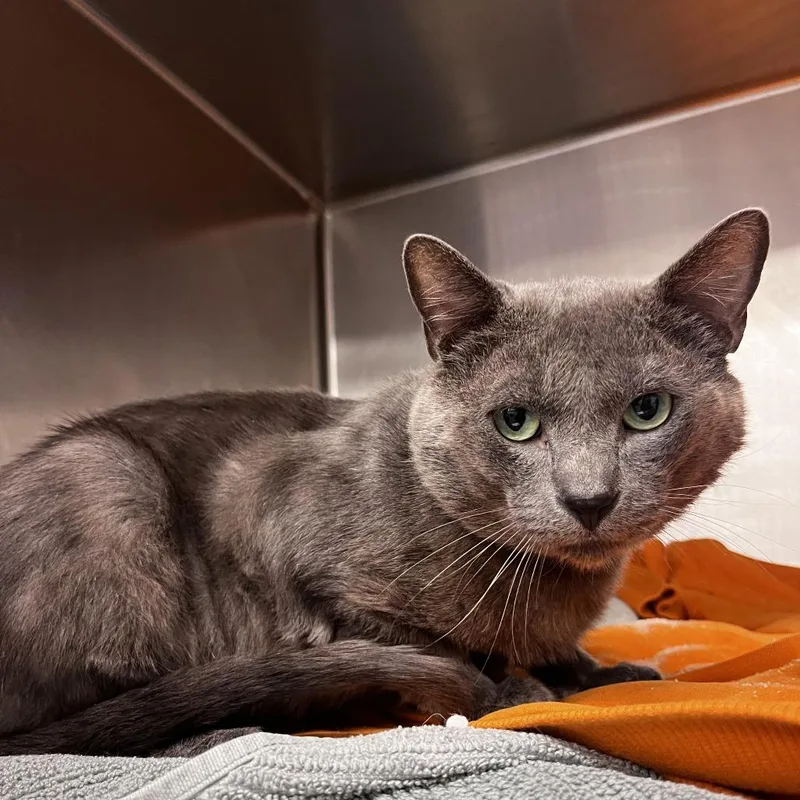 Bruce Banner thumbnail 3