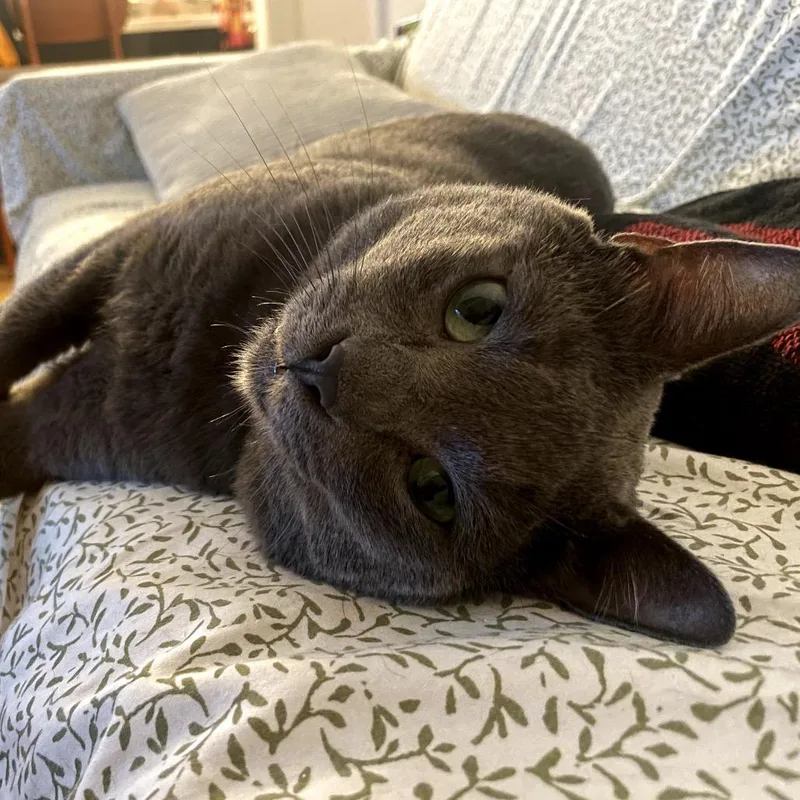 Bruce Banner thumbnail 5