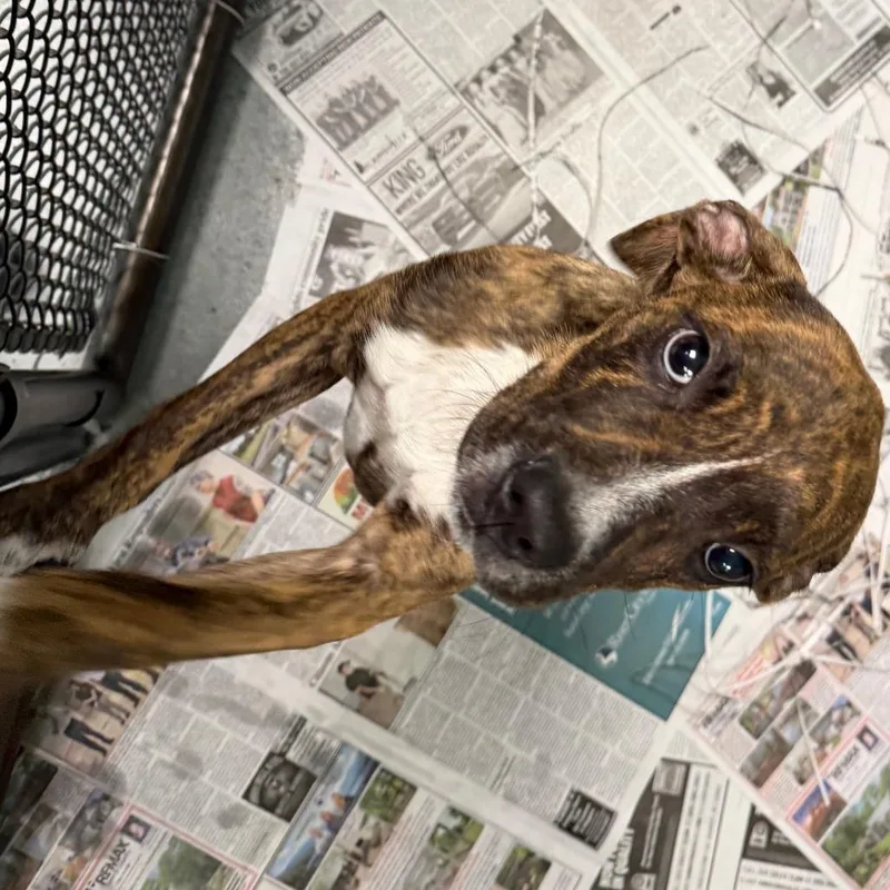 A baby small-sized female Mixed Breed dog named StarFire for adoption in Blairsville, GA