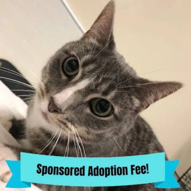 An adult large-sized male Gray / Blue / Silver Domestic Short Hair cat named Stewie for adoption in Novelty, OH