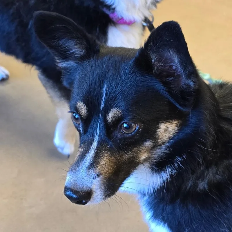 An adult small-sized male Black Corgi dog named Frank for adoption in Wickenburg, AZ