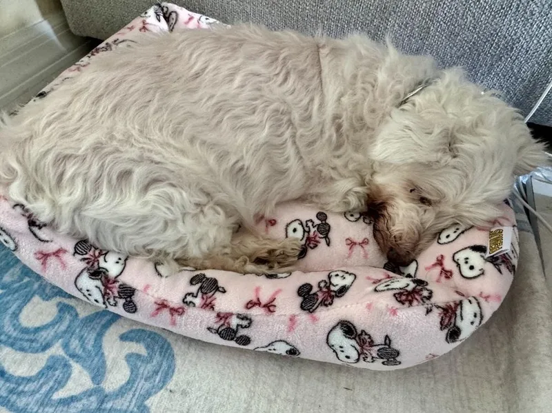 A senior small-sized male White / Cream Terrier dog named Snowee for adoption in Winter Garden, FL
