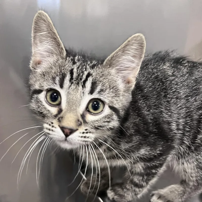 A baby small-sized female Brown / Chocolate Domestic Short Hair cat named Western Star for adoption in Washburn, MO