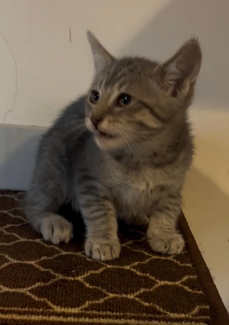 A baby medium-sized female Tabby (Gray / Blue / Silver) Domestic Short Hair cat named Joy for adoption in East Brunswick, NJ