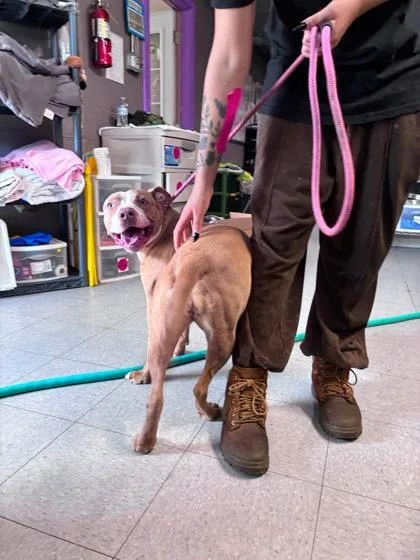A young medium-sized female Pit Bull Terrier dog named Spyder for adoption in Hobart, IN