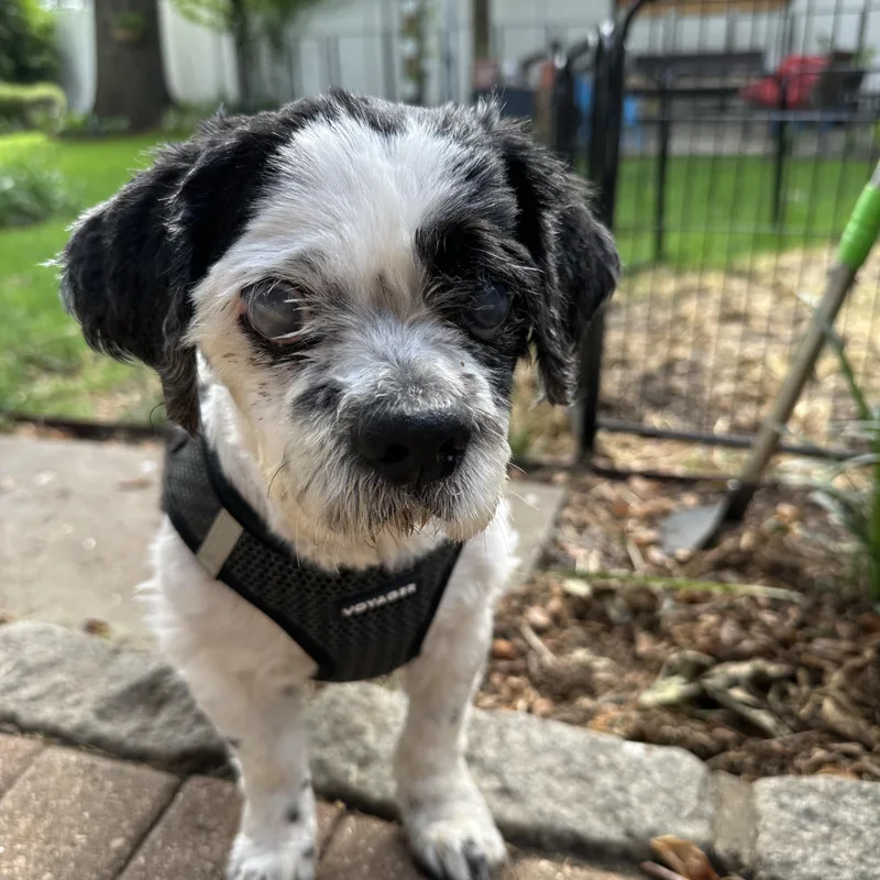 A senior small-sized male Black Shih Tzu dog named Martin for adoption in Stamford, CT