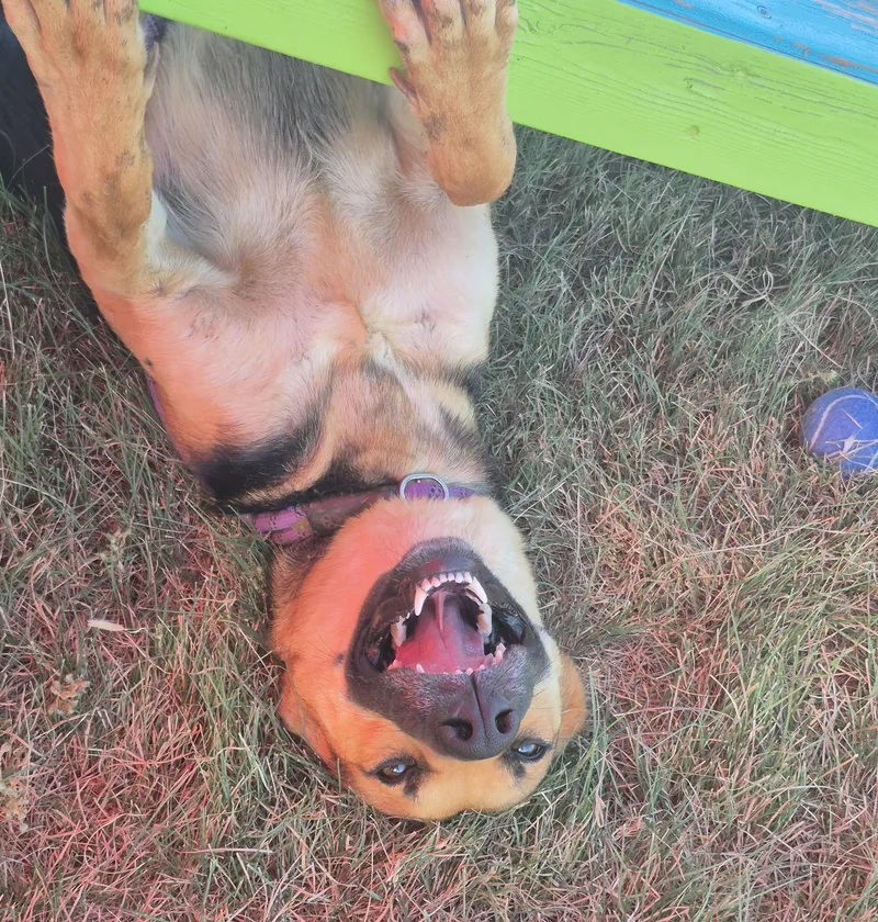 An adult medium-sized female German Shepherd Dog dog named Esther for adoption in Canyon, TX