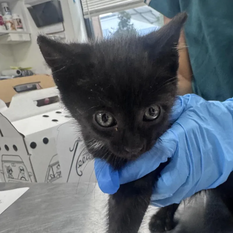 A baby small-sized male Black Domestic Short Hair cat named Needles for adoption in Newark, NJ