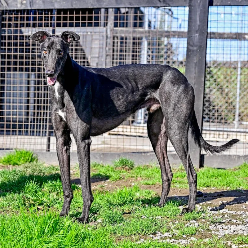 An adult large-sized male Greyhound dog named Klassy Shoe for adoption in Tarpon Springs, FL