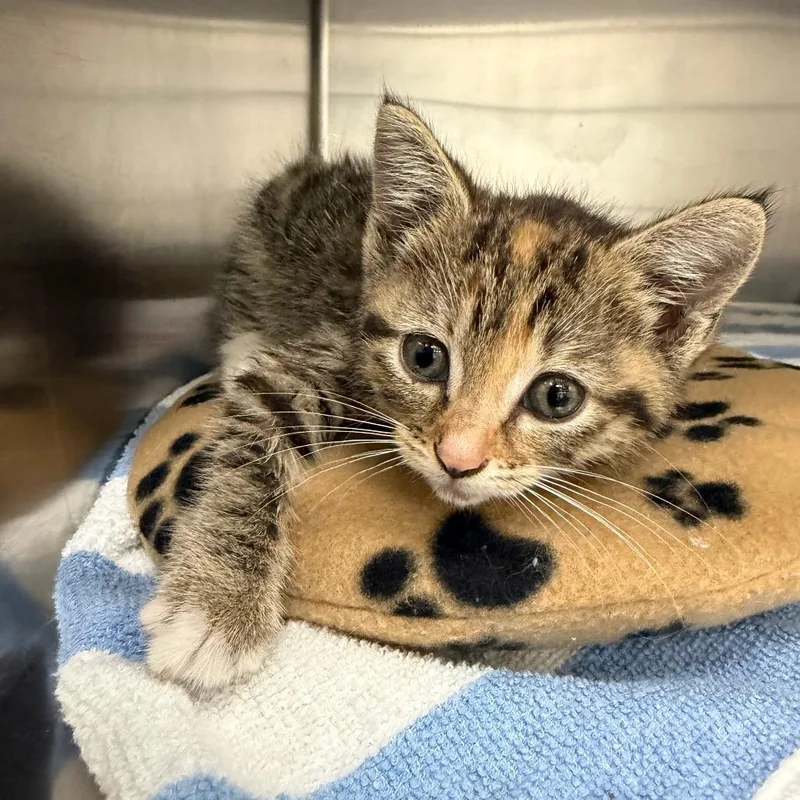 A baby small-sized female Brown / Chocolate Domestic Short Hair cat named Kiku for adoption in Auburn, AL