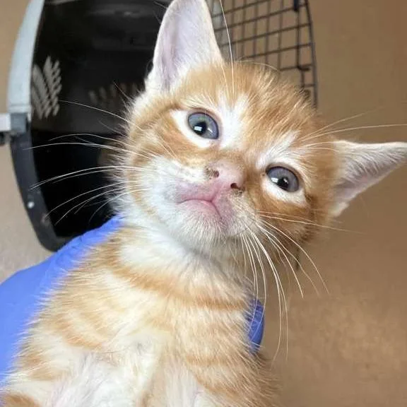 A baby small-sized male Orange / Red Domestic Short Hair cat named Kit for adoption in Gadsden, AL