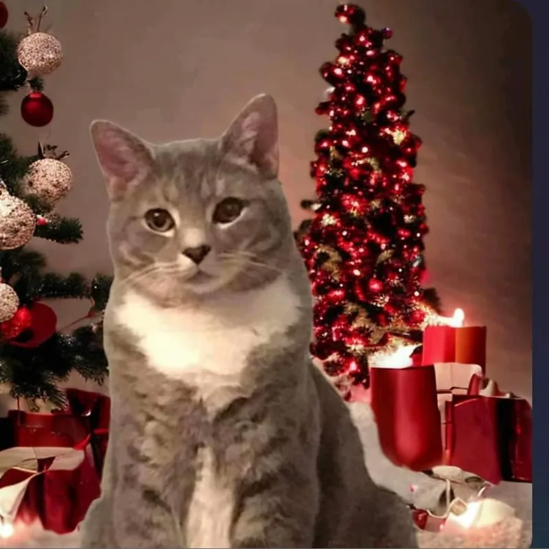 A senior large-sized male Gray / Blue / Silver Domestic Short Hair cat named Blade for adoption in Winchester, VA