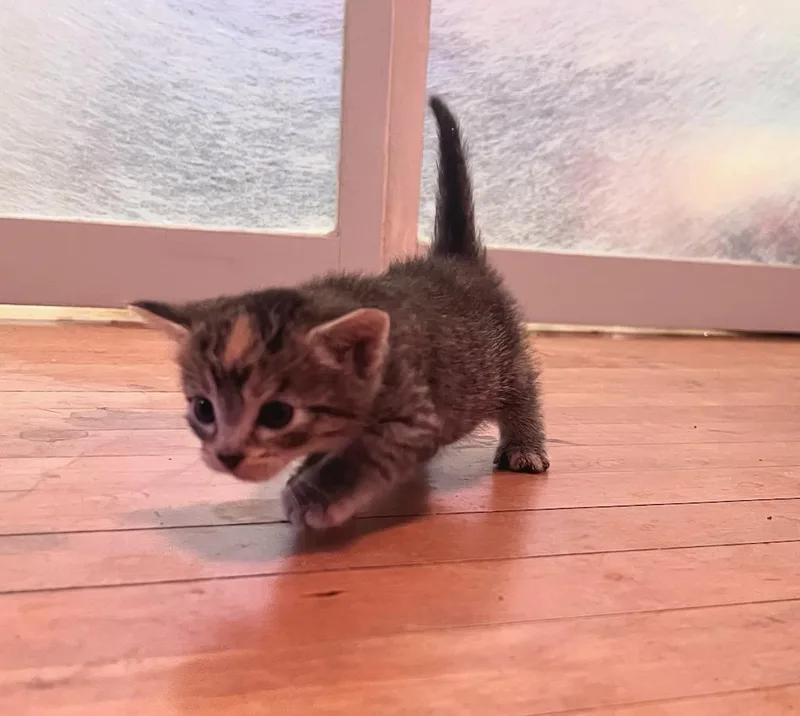A baby medium-sized female Torbie Domestic Short Hair cat named Ember for adoption in Valley City, ND