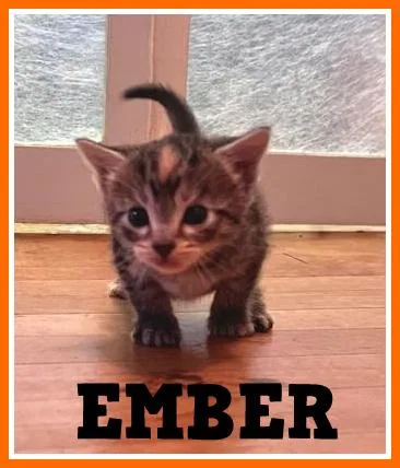 Ember thumbnail 3