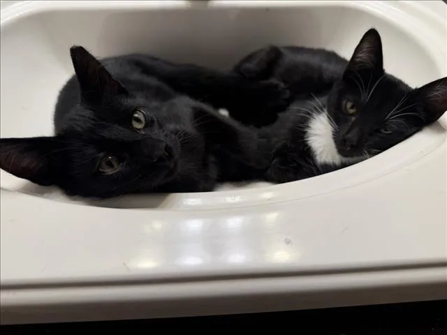 A baby medium-sized male Black Domestic Short Hair cat named Woody for adoption in Woodland, CA