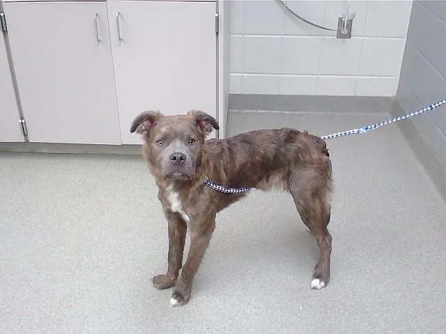 A young small-sized male Flat-Coated Retriever dog named Waffles for adoption in Omaha, NE