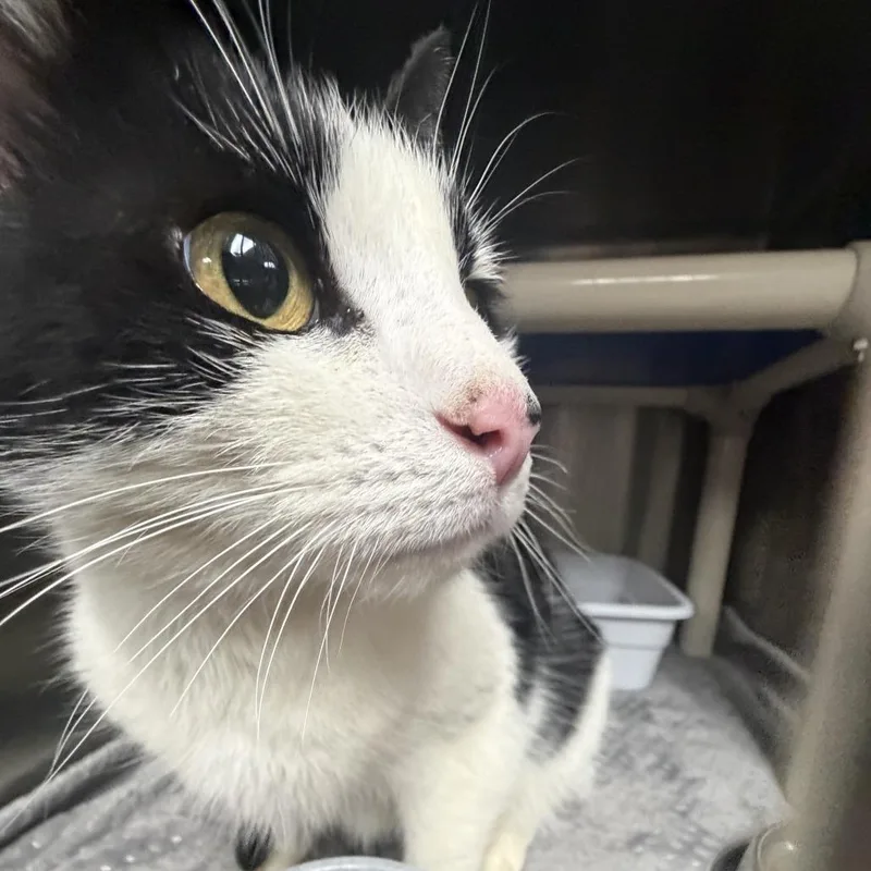 A senior medium-sized female Black Domestic Short Hair cat named Shailene for adoption in Lynchburg, VA