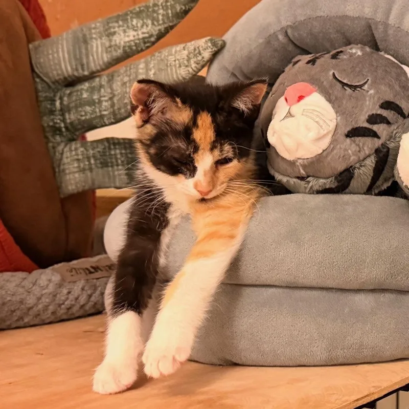 A baby medium-sized female Calico cat named Jolene for adoption in Honeoye, NY