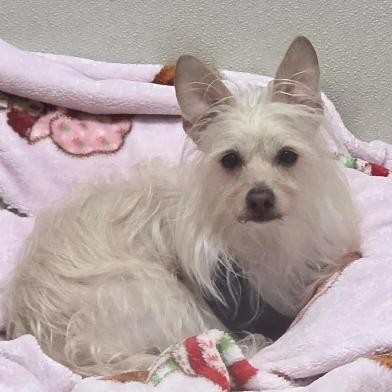 An adult small-sized male White / Cream Maltese dog named Brutus Chino Hills for adoption in Chino Hills, CA