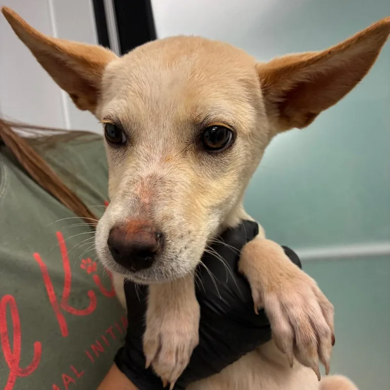 A young small-sized male White / Cream Mixed Breed dog named Loki for adoption in Abilene, TX
