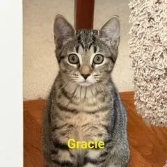 A baby medium-sized female Tabby (Tiger Striped) Domestic Short Hair cat named Gracie for adoption in Philadelphia, PA