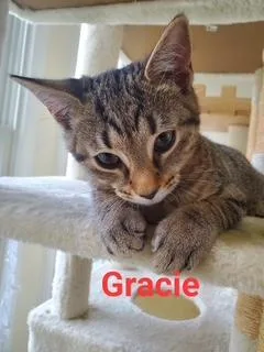 Gracie thumbnail 2